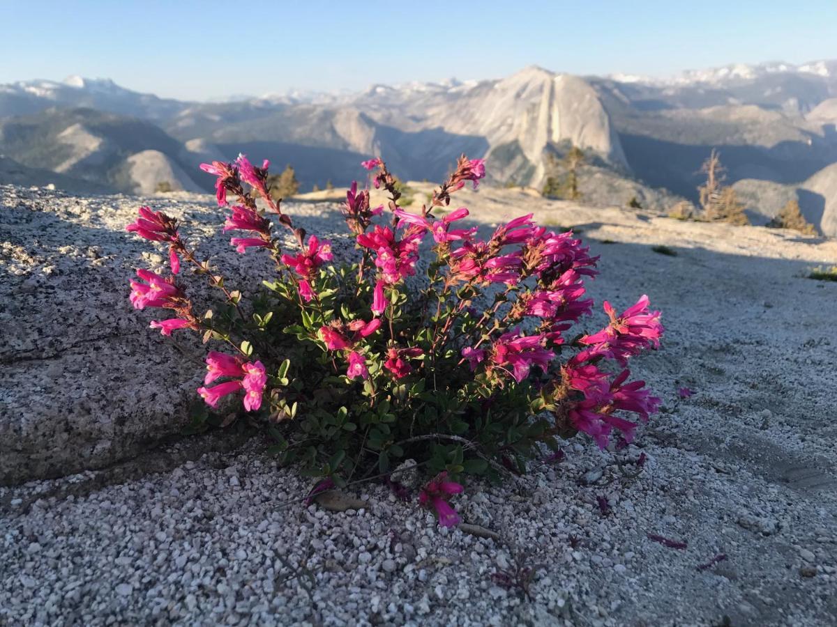 Appartamento Morning Star Vista Near Yosemite - Countryside With Mountain Views Mariposa Esterno foto